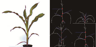 Scanalyzer 3D可見(jiàn)光成像分析玉米植株骨架及葉傾角