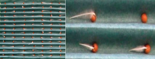 植物發(fā)芽檢測系統4600.jpg